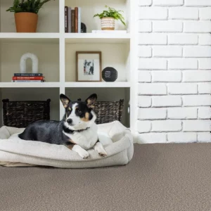 Pet perfect flooring | York Carpetland USA